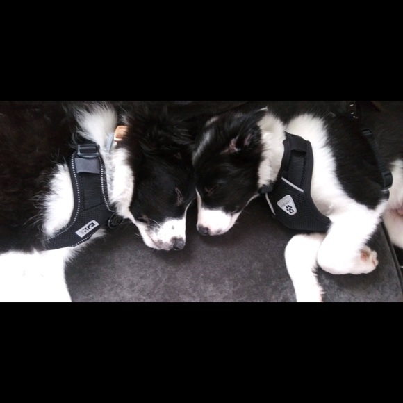 Meet your Posher, Magen - Picture 8 of 8